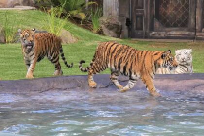 Dreamworld Tiger Attack